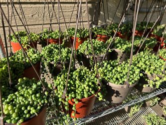 String of pearls 7$ each