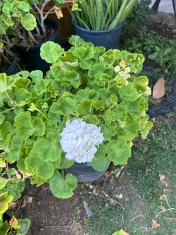 Geranium