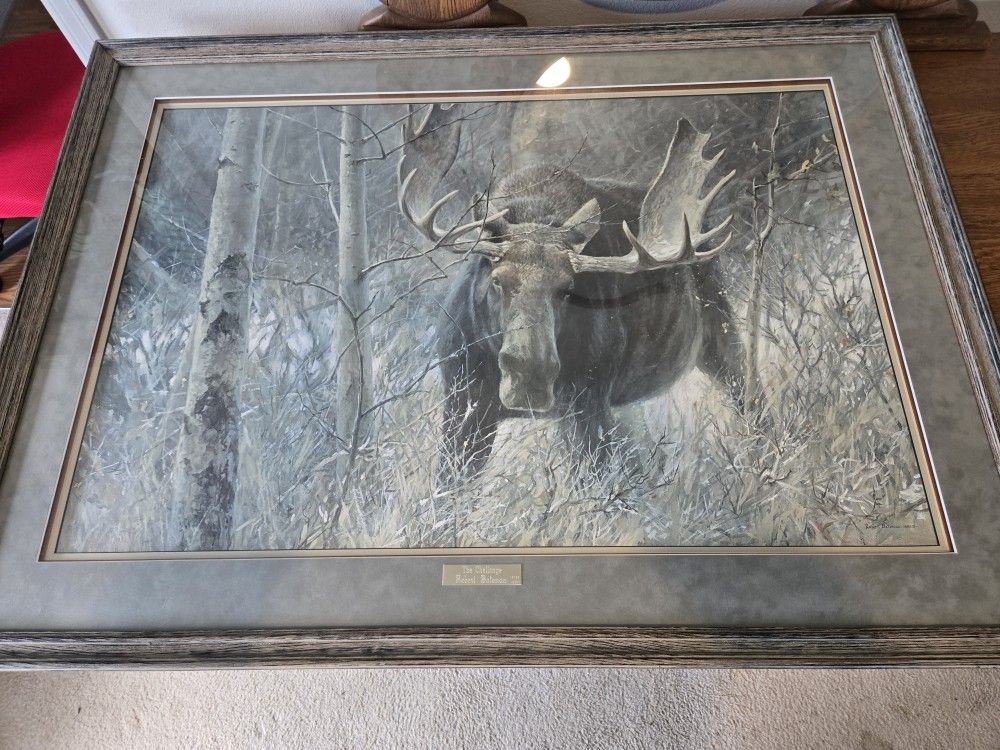 The Challenge' Bull Moose Framed Print