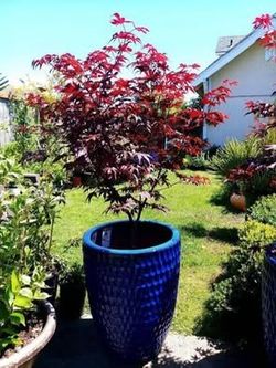 Beautiful maple 🍁