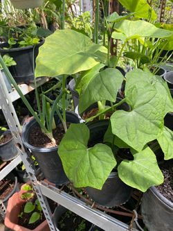 Chayote  plant 10$