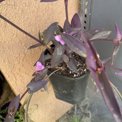 HERMOSAS PLANTAS NATURALES “TRADESCANTIA PALLIDA 
