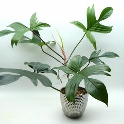 Rare Lush Florida Green Plant/ indoor plant/ house plant/ flower patio garden