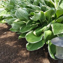 Beautiful Hosta  Perennial Landscaping Plants 