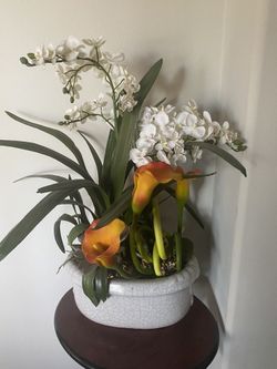 Silk Tree Plant