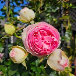 Eden climber own-root climbing rose plant 5 gallon pot