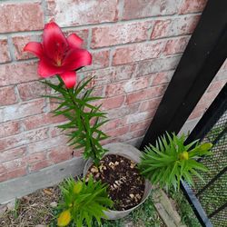 Asiatic Lily's Plant 