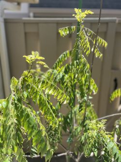 Mature Curry Tree 6 Feet tall