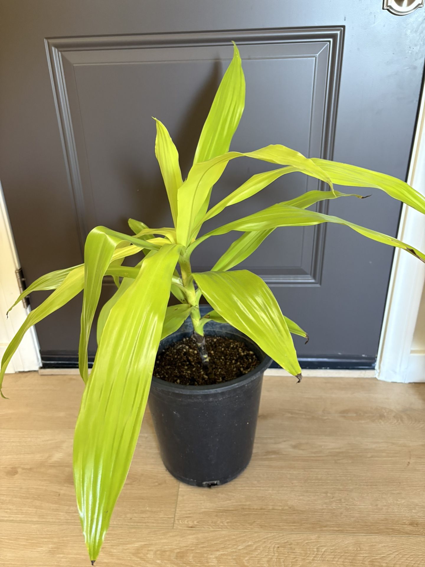 Dracaena Limelight Plant