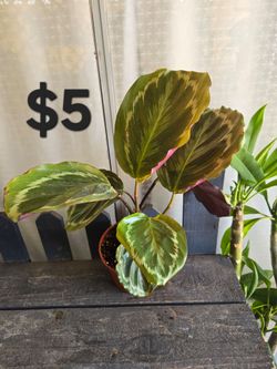 Calathea