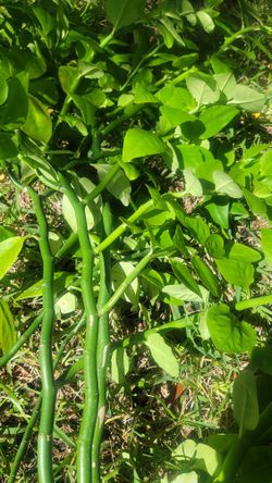 Large Fully Rooted Lush  Green Devils Backbone 