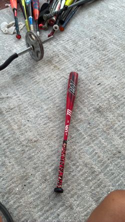 Baseball bat cat