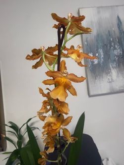 Oncostele Catatante 'Los Roble' Orchid