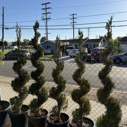 Green Juniper Spiral