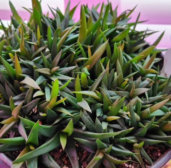 Succulent Aloe Firebird
