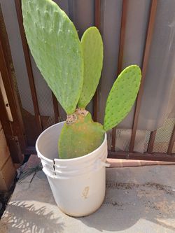 Pencas De Nopal