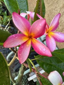 General Plumeria Sale (Jeanie Moragne, Kimo Orange, Scott Pratt, etc)
