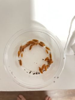 powder orange isopod // springtails