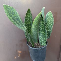 10” whale fin sansiveria 7 leaves