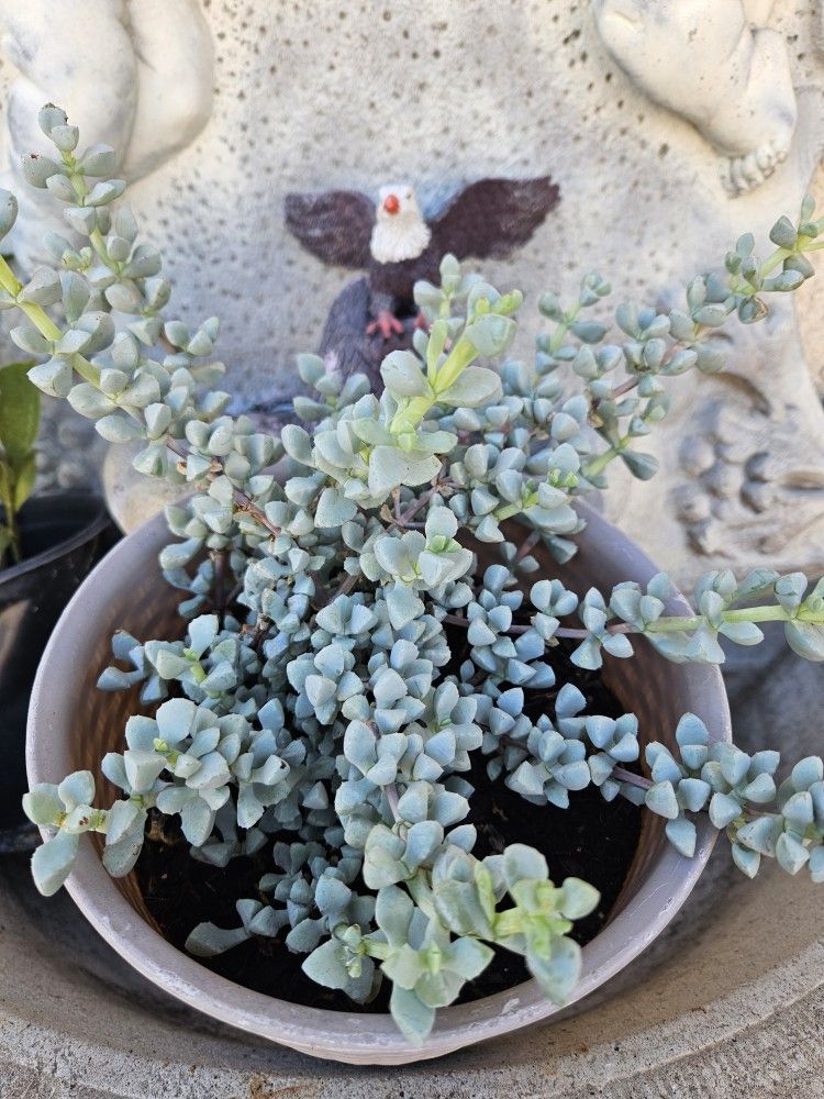 Succulent