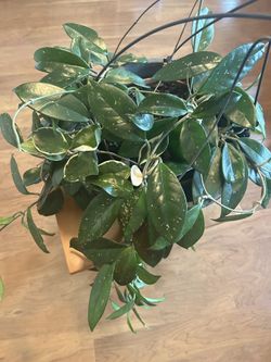 Indoor flower