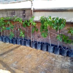 Black Mission Fig Fruit Tree - 4 ft