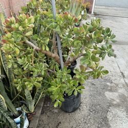Big Jade Plant