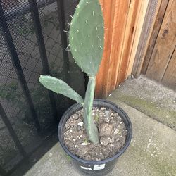 Nopal cactus