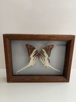 Framed Butterfly Specimen Shadow Box