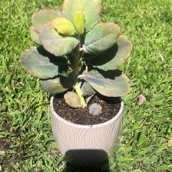 Kalanchoe Succulent Planter