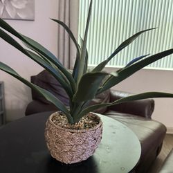Decoration Plant