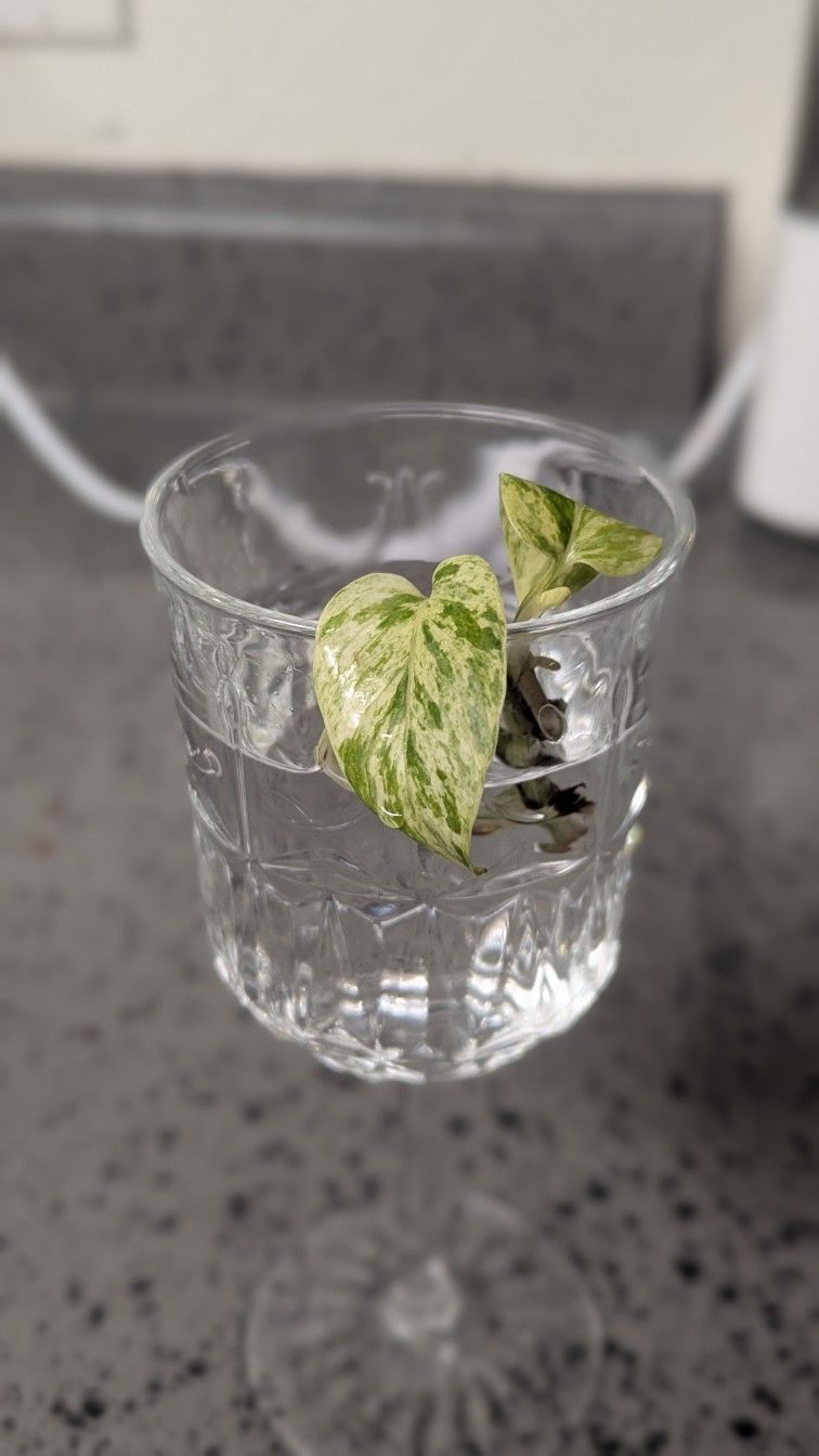 Pothos Snow Queen