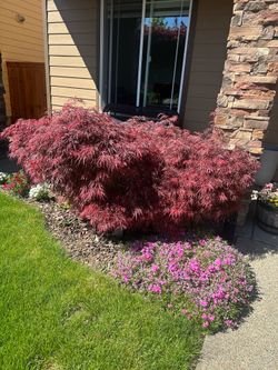 Japanese maple tree