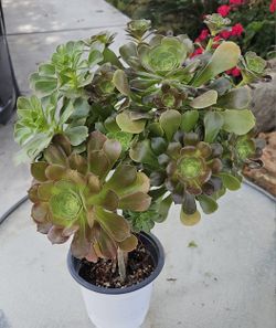 Aeonium