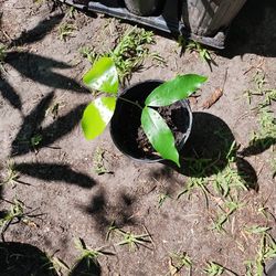 2 Shade Round Ackee plant
