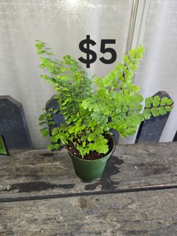 Maiden Hair Fern