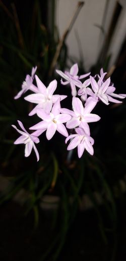 3 gallon society garlic plant