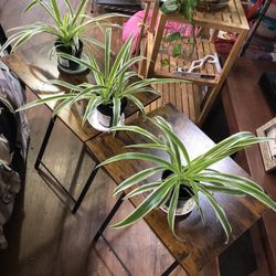 Three Spider Plants/ $8 Each
