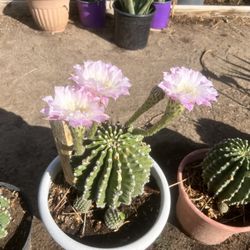 Flowering Cactus