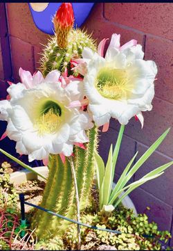 Golden Torch Cactus & Agave Plants