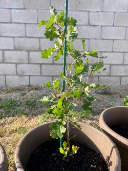 Oak trees