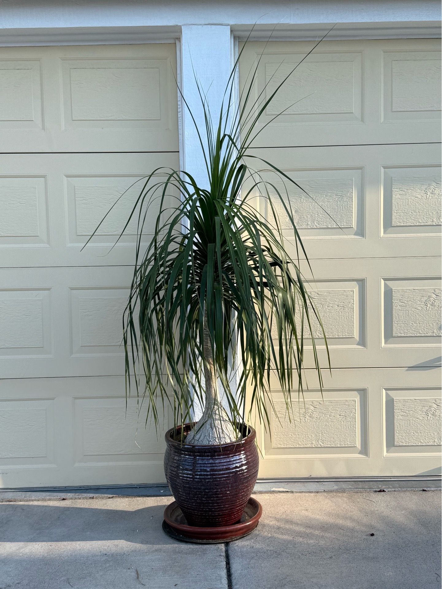 Live tall 6ft 9in Pony Tail Palm Tree Plant with Ceramic Pot & Saucer (Please read full description)