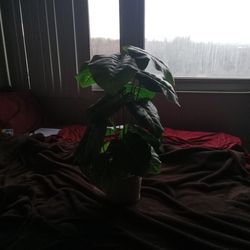 Artificial Green Flora