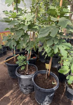 Black Mission Fig Trees. I have them in 15-gallon and 5-gallon containers. I also have 6-foot, 4 1/2-foot, and 3-foot tall ones. $75, $65, and $35 eac