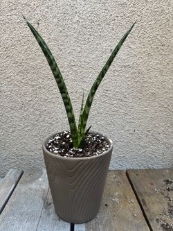 Fernwood Snake Plant