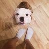 KingBulldog