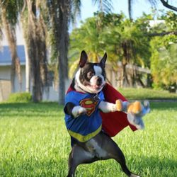 Dog Superman Costume