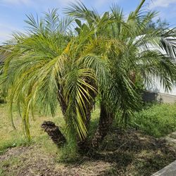 Pygmy Date Palms 