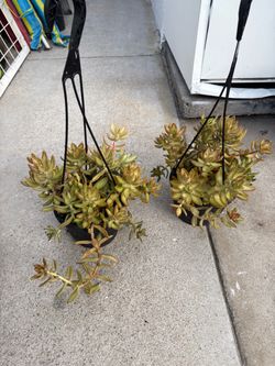 All plants in pictures $10
