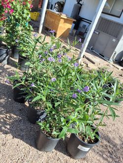 Tall Purple Ruellia (Mexican Petunia)